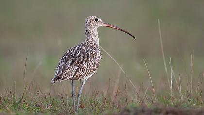 Eurasian Curlew