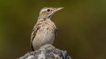 Tawny Pipit