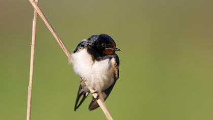 Barn Swallow