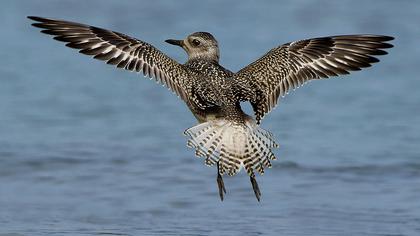 Grey Plover