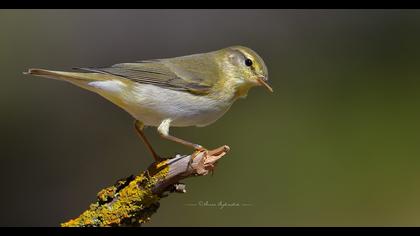 Willow Warbler