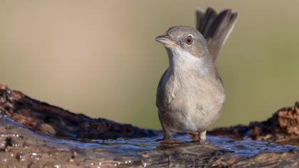 Common Whitethroat