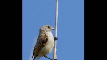 Eurasian Penduline Tit