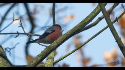 Eurasian Bullfinch