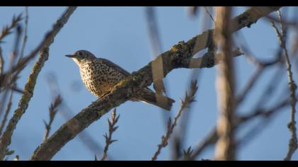 Mistle Thrush