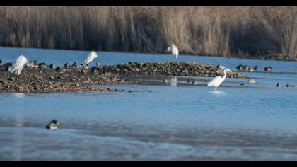 Great Egret