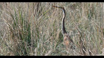 Purple Heron