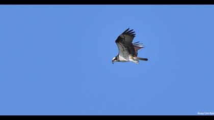 Western Osprey