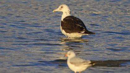 Lesser Black-backed Gull