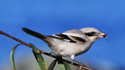 Great Grey Shrike