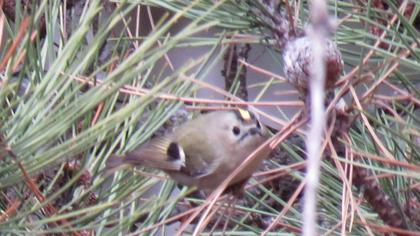 Goldcrest