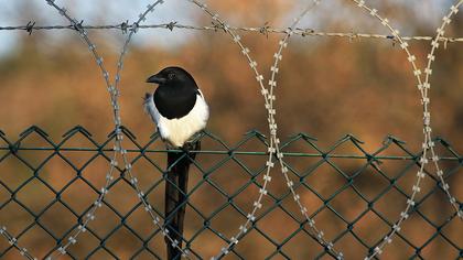 Eurasian Magpie