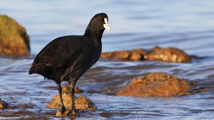 Eurasian Coot