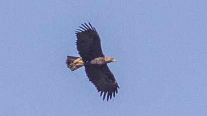Eastern Imperial Eagle