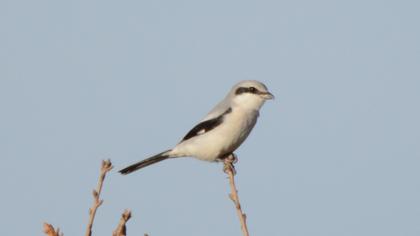 Great Grey Shrike