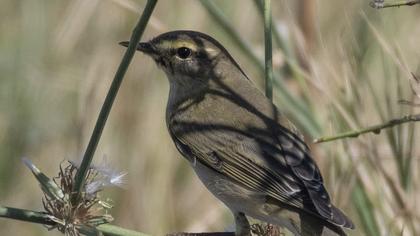 Willow Warbler