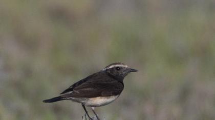 Cyprus Wheatear