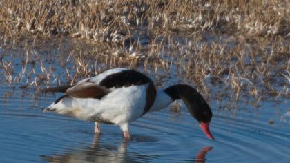 Common Shelduck
