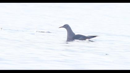 Slender-billed Gull