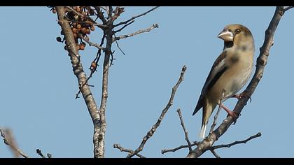 Hawfinch