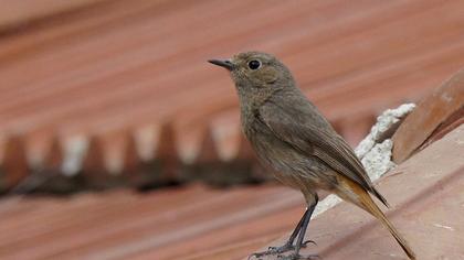 Black Redstart
