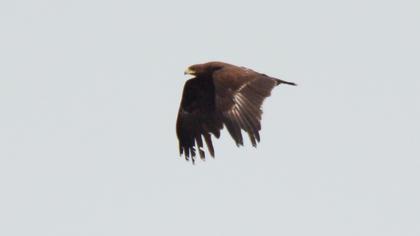 Greater Spotted Eagle