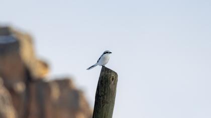 Great Grey Shrike