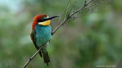 European Bee-eater