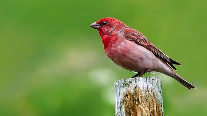 Common Rosefinch