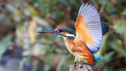 Common Kingfisher