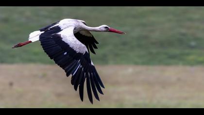 White Stork