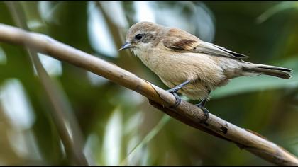 Eurasian Penduline Tit