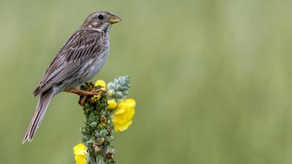 Corn Bunting