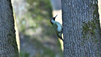 European Green Woodpecker