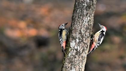 Middle Spotted Woodpecker
