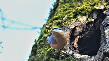 Eurasian Nuthatch