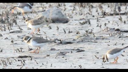 Common Ringed Plover