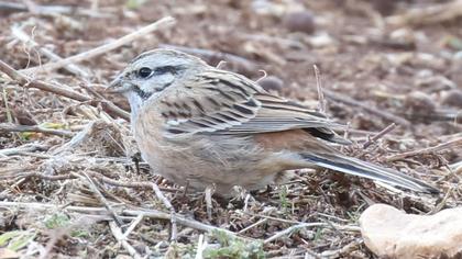 Rock Bunting