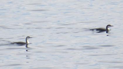 Black-throated Loon