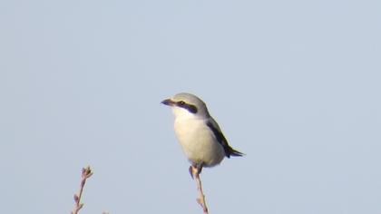 Great Grey Shrike