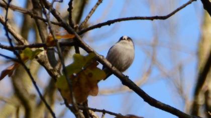 Long-tailed Tit