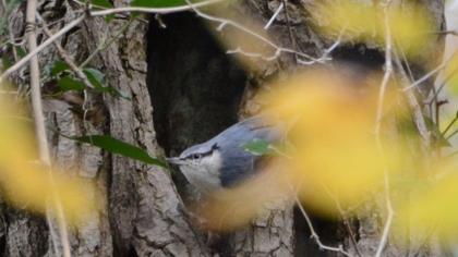Eurasian Nuthatch