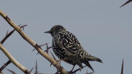 Common Starling