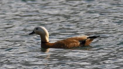 Ruddy Shelduck