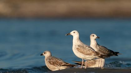 Caspian Gull