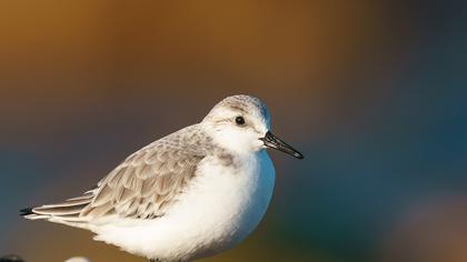 Sanderling