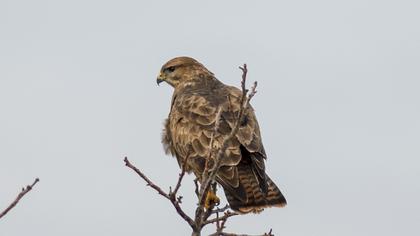 Common Buzzard