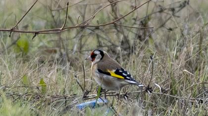European Goldfinch