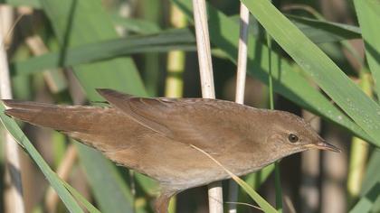 Savi`s Warbler