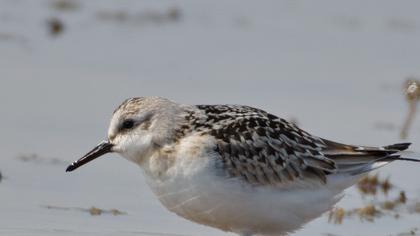 Sanderling